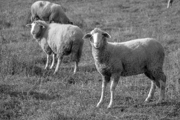 Obraz premium Sheep on the meadow eating grass in the herd during colorful sunrise or sunset. Slovakia