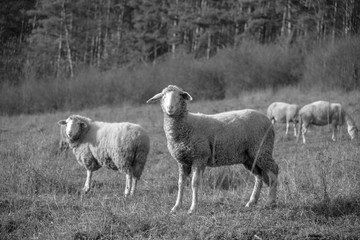 Sheep on the meadow eating grass in the herd during colorful sunrise or sunset. Slovakia