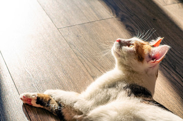 Tricolor cat basks in the sun. On the floor of the house.
