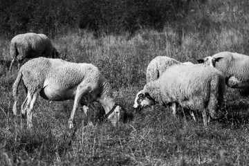 Fototapeta premium Sheep on the meadow eating grass in the herd during colorful sunrise or sunset. Slovakia