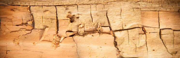 Beautiful natural wood texture with cracks pattern as natural background for design