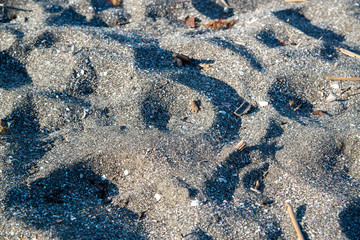 波打ち際　漂流物