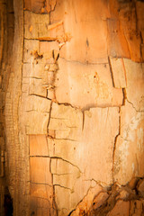 Old beautiful natural wood texture pattern as natural background for design. Vertical image.
