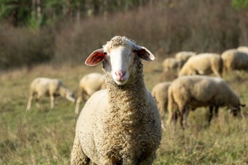 Sheep on the meadow eating grass in the herd during colorful sunrise or sunset. Slovakia