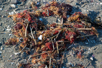 波打ち際　漂流物