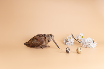 Easter 2020 quail eggs and woodcock