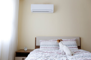 Jack russell trrier puppy cooling down under the air conditioner in bedroom. Small doggy chilling...
