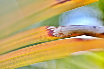 Macroaufnahme Palmenblatt