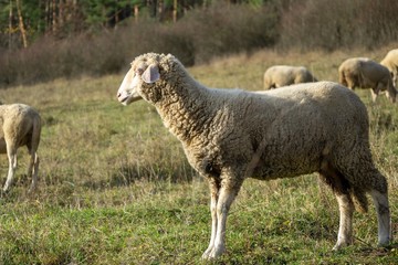 Fototapeta premium Sheep on the meadow eating grass in the herd during colorful sunrise or sunset. Slovakia
