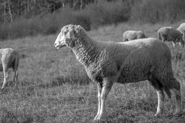 Sheep on the meadow eating grass in the herd during colorful sunrise or sunset. Slovakia