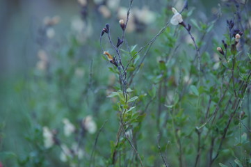 Salvia jamensis melen