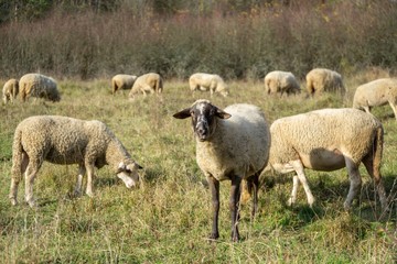 Sheep on the meadow eating grass in the herd during colorful sunrise or sunset. Slovakia
