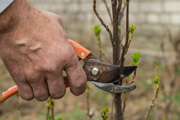 A man cuts branches of a bush by pruner