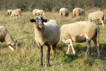 Fototapeta premium Sheep on the meadow eating grass in the herd during colorful sunrise or sunset. Slovakia