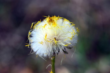 Weiße Samen mit resten von gelben Blütenblättern
