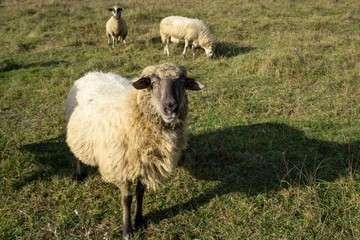 Sheep on the meadow eating grass in the herd during colorful sunrise or sunset. Slovakia