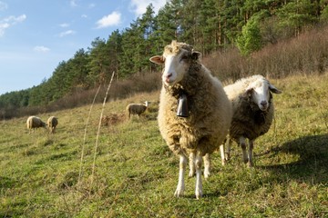Obraz premium Sheep on the meadow eating grass in the herd during colorful sunrise or sunset. Slovakia
