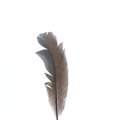 single white feather with background