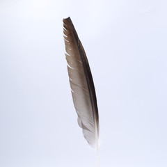 single white feather with background