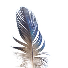 Obraz premium single white feather with background