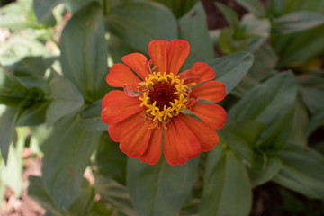 Flor laranja com amarelo