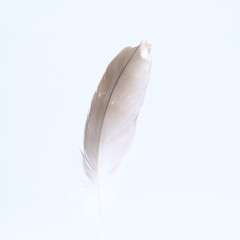 single white feather with background