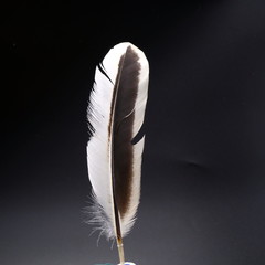 single white feather with background