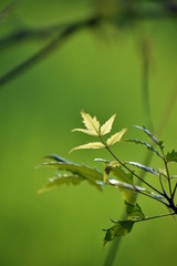 Fototapeta premium leafs of neem tree , Azadirachta indica india native