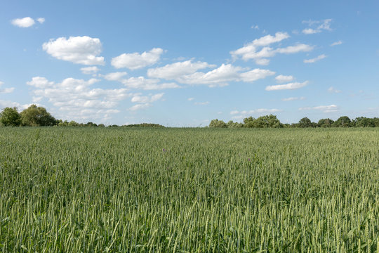 Weizenfeld