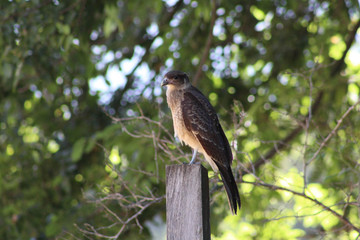 bird on branch