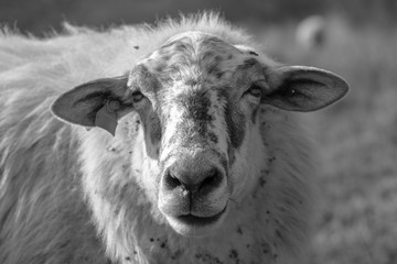 Sheep on the meadow eating grass in the herd during colorful sunrise or sunset. Slovakia