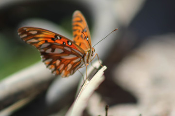 butterfly on a flower