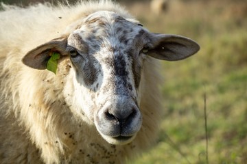 Sheep on the meadow eating grass in the herd during colorful sunrise or sunset. Slovakia