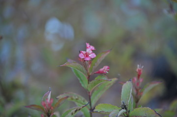 weigela bristol ruby