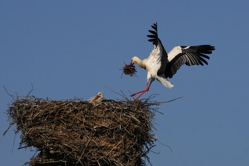 White stork with nesting material