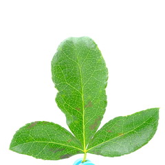 Green seedling on white background