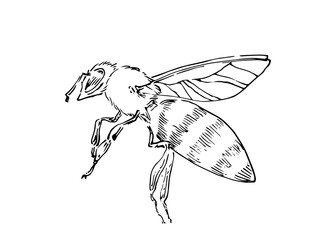 Hand drawn honey bee, graphic insect drawn by ink, animal sketch vector illustration, black isolated on white background