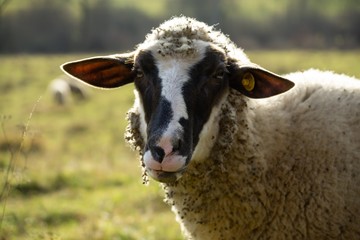 Sheep on the meadow eating grass in the herd during colorful sunrise or sunset. Slovakia