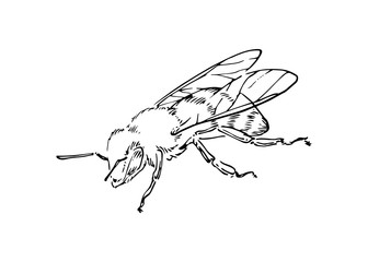 Hand drawn honey bee, outline insect drawn by ink, animal sketch vector illustration, black isolated on white background