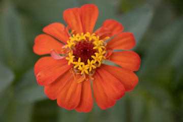 Flor laranja com amarelo