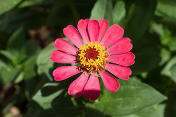 Flor laranja com amarelo