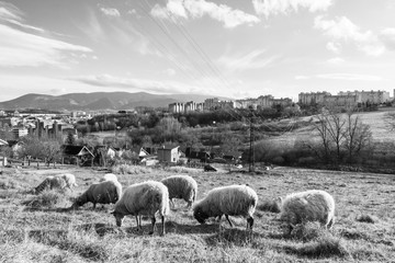 Fototapeta premium Sheep on the meadow eating grass in the herd during colorful sunrise or sunset. Slovakia