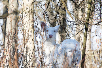  Albino Doe 