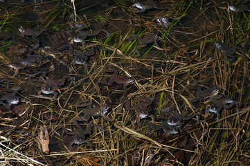 Grasfrösche (Rana temporaria) am Laichgewässer - common frogs in a puddle at mating season