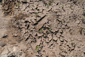 dry land with cracks and plants