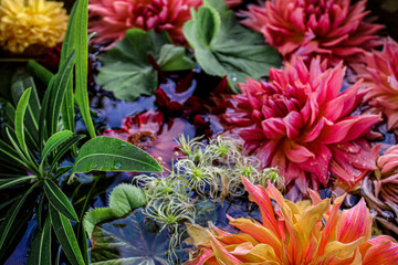 Colourful Dahlia Flowers in a Small Stone Pond