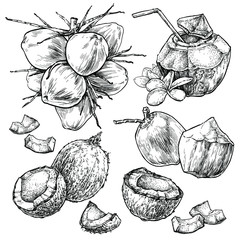 Coconut hand draw vector set. Fresh and juicy. Doodle healthy food illustration in retro style