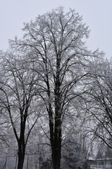 Tall trees next to a metal fence, with frosting on branches