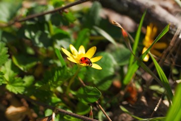 Ladybug on yellow flower with green background of grass