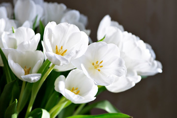 Obraz na płótnie Canvas white tulips on dark background